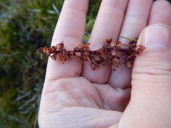 Rumex arcticus