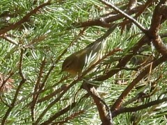 Phylloscopus collybita