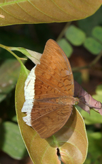 Tanaecia julii odilina