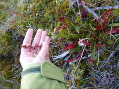 Rumex arcticus