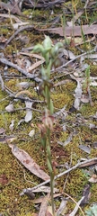 Pterostylis lepida
