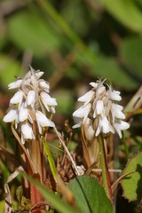 Zeuxine strateumatica