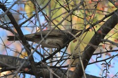 Turdus atrogularis