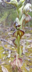 Pterostylis lepida