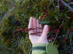 Rumex arcticus