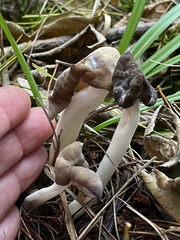 Helvella elastica