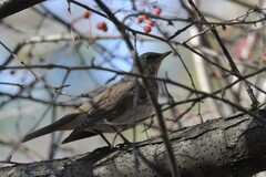 Turdus atrogularis