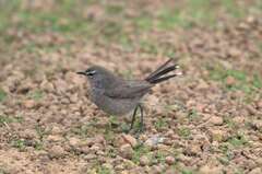 Cercotrichas coryphoeus