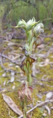 Pterostylis lepida