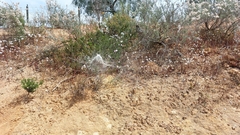 Stegodyphus dumicola