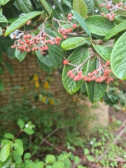 Cotoneaster coriaceus