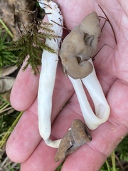 Helvella elastica