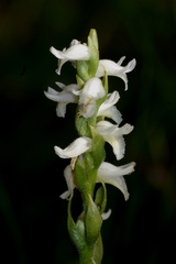 Spiranthes odorata