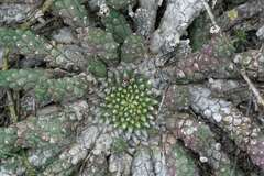 Euphorbia caput-medusae