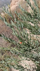 Osyris lanceolata