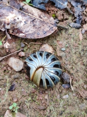 Arthrosphaera