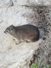 Procavia capensis