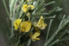 Calobota