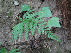 Asplenium adiantum-nigrum