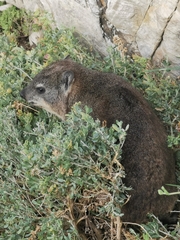 Procavia capensis