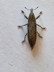 Lixus juncii
