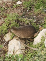 Procavia capensis