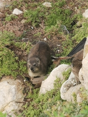 Procavia capensis