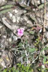 Indigofera sp-aff-platypoda