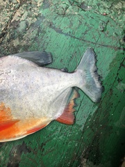 Piaractus brachypomus