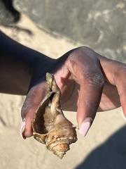 Clibanarius vittatus