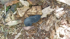 Peripatopsis capensis