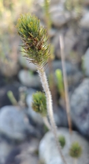 Aspalathus alopecurus