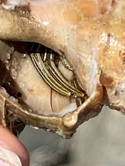 Clibanarius vittatus