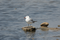 Ichthyaetus audouinii