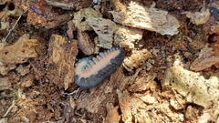 Peripatopsis capensis