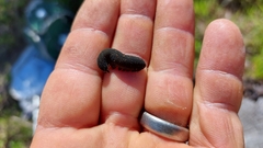 Peripatopsis capensis