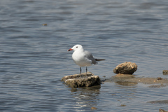 Ichthyaetus audouinii