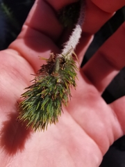 Aspalathus alopecurus