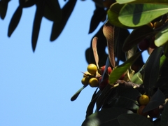 Ficus