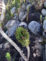 Aspalathus alopecurus