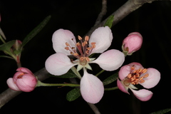 Malus angustifolia