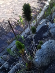 Aspalathus alopecurus