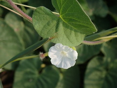 Ipomoea biflora