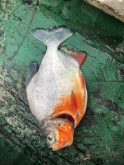 Piaractus brachypomus