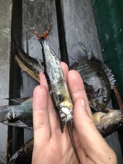 Acestrorhynchus falcatus