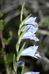 Gladiolus caeruleus
