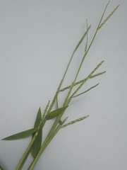 Urochloa platyphylla