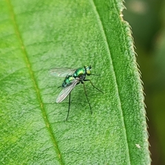 Chrysosoma