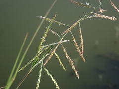 Eriochloa procera