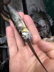 Acestrorhynchus falcatus